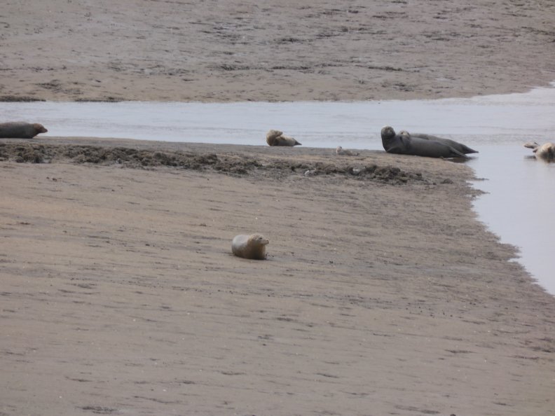 Seals At Seal sands 0026