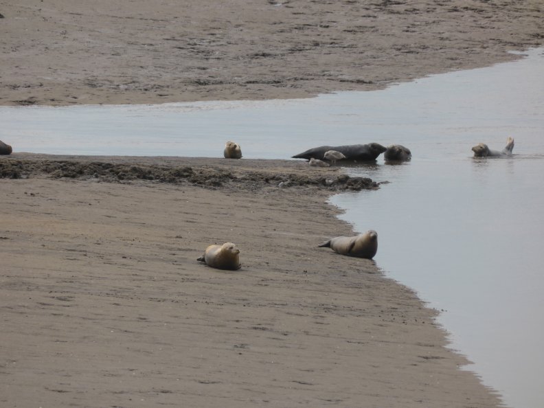 Seals At Seal sands 0068
