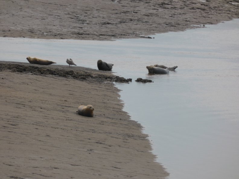 Seals At Seal sands 0089