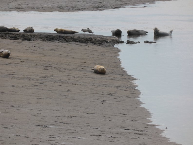 Seals At Seal sands 0107