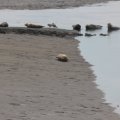 Seals At Seal sands 0107