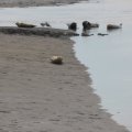 Seals At Seal sands 0108
