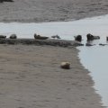 Seals At Seal sands 0110