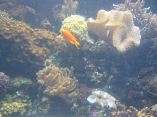 "The Deep" aquarium , in Hull