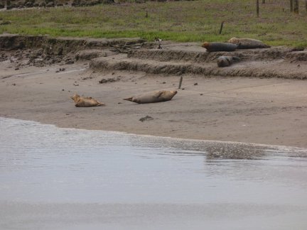 Seals At Seal sands 0041