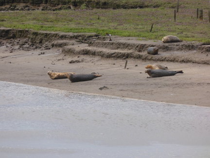 Seals At Seal sands 0057