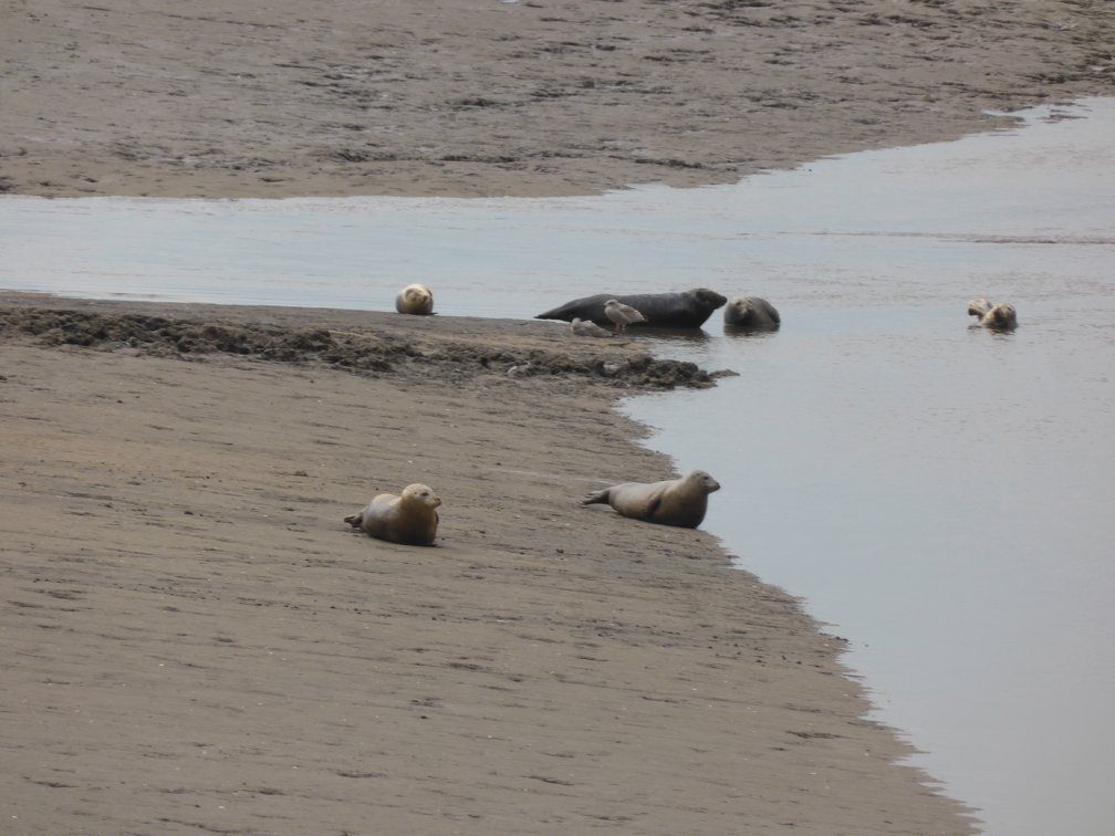 Seals At Seal sands 0064