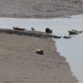 Seals At Seal sands 0090