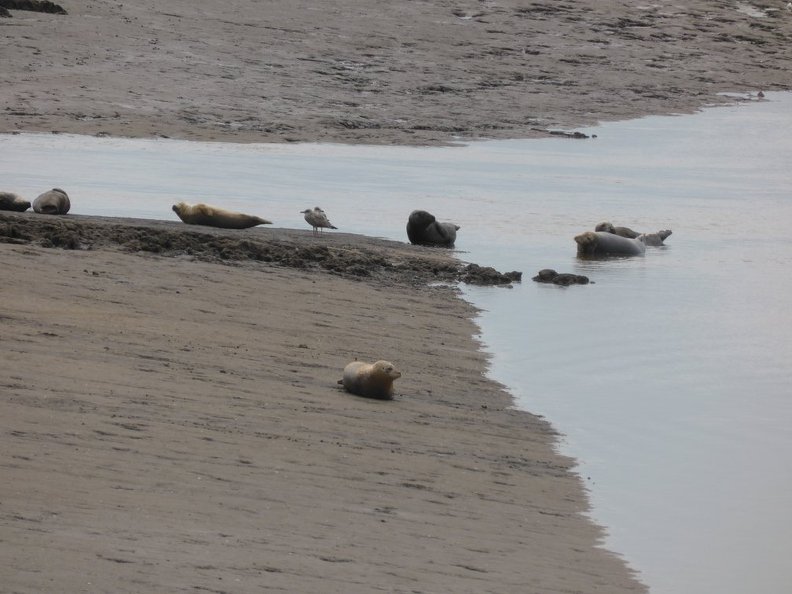 Seals At Seal sands 0091