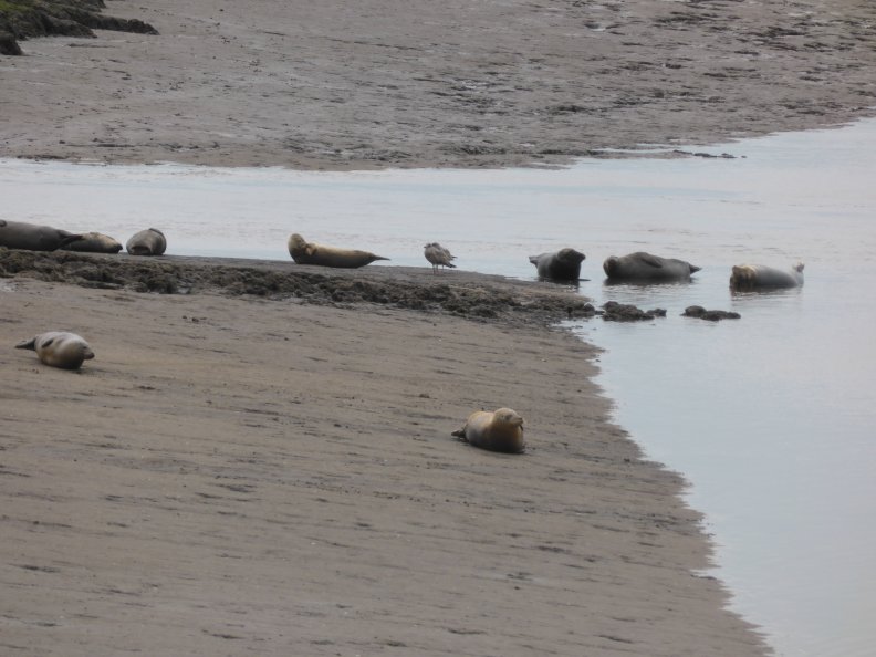 Seals At Seal sands 0098