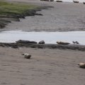 Seals At Seal sands 0106